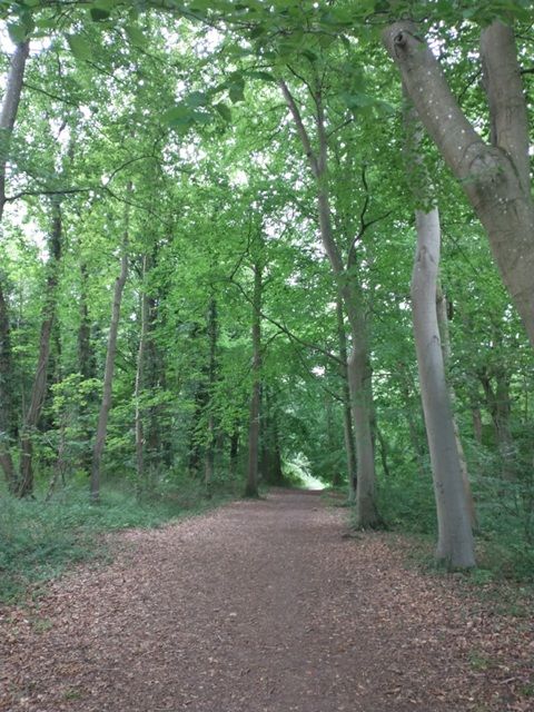 Wide forest path